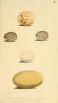 ...Bird Eggs: 1. Accipiter fasciatus (brown goshawk), 2. Prosopeia splendens (crimson shining parro