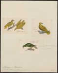 Columba luteovirens = Ptilinopus luteovirens (golden fruit dove)