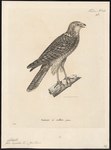 Accipiter torquatus = Accipiter fasciatus (brown goshawk)