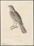 Accipiter torquatus = Accipiter fasciatus (brown goshawk)