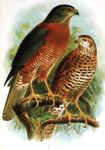 Christmas Island goshawk - Accipiter fasciatus natalis (brown goshawk subspecies)