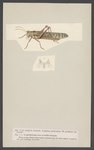 Acridium peregrinum = Schistocerca gregaria (desert locust)