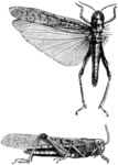 Pachytylus migratorius = Locusta migratoria (migratory locust)