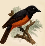 Pomarea castaneiventris = Monarcha castaneiventris, Chestnut-bellied Monarch