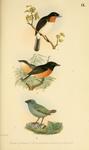 ...Samoan flycatcher (Myiagra albiventris), chestnut-bellied monarch (Monarcha castaneiventris), re