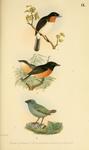 ...t-bellied monarch (Monarcha castaneiventris), red-headed parrotfinch (Erythrura cyaneovirens)