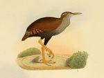 Rallina poecilopterus = Hypotaenidia poeciloptera (bar-winged rail)