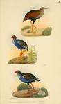 ... (bar-winged rail), Porphyrio indicus (black-backed swamphen), Porphyrio vitiensis = Porphyrio m...