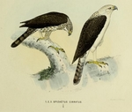 Spizaetus cirratus = Nisaetus floris (Flores hawk-eagle)