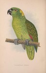 Psittacus auripalliatus = yellow-naped amazon parrot (Amazona auropalliata)