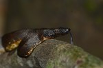 Candoia carinata (Pacific ground boa, Pacific keel-scaled boa)