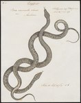 Boa carinata = Candoia carinata (Pacific ground boa)