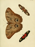 ...Papilio eurilochus = Caligo eurilochus (forest giant owl), Papilio egeria = Heliconius egeria (e