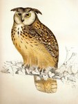 Indian eagle-owl, rock eagle-owl(Bubo bengalensis)