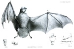 Chilonycteris osburni = Pteronotus parnellii osburni (Parnell's mustached bat)