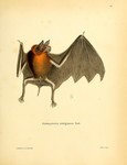 Chilonycteris rubiginosa = Pteronotus parnellii rubiginosus (Parnell's mustached bat)