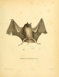 Chilonycteris gymnonotus = Pteronotus gymnonotus (big naked-backed bat)