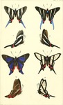 Erycina licarsis = Rhetus arcius, Erycina thia = Rhetus arcius thia, Diorina laonome = Rhetus pe...