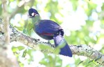 Hartlaub's turaco (Tauraco hartlaubi)