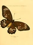 Troides priamus = Ornithoptera priamus (common green birdwing)