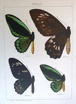 ...reen birdwing), Ornithoptera euphorion (Cairns birdwing)