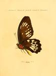 Troides priamus = Ornithoptera priamus (common green birdwing)