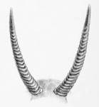 Cobus ellipsiprymnus = Kobus ellipsiprymnus (waterbuck) horns