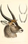 Cobus ellipsiprymnus = Kobus ellipsiprymnus (waterbuck)