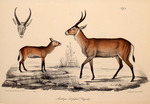 Antilope defassa = Kobus ellipsiprymnus defassa (waterbuck)
