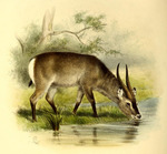 Cobus crawshayi = Kobus ellipsiprymnus crawshayi (Crawshay defassa waterbuck)
