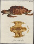 Testudo caretta = Caretta caretta (loggerhead sea turtle)