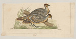 Leipoa ocellata (malleefowl, mallee-fowl)