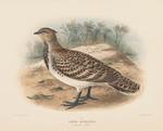 Lipoa ocellata = Leipoa ocellata (malleefowl, mallee-fowl)