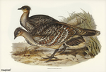 Leipoa ocellata (malleefowl, mallee-fowl)