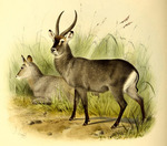 Cobus penricei = Kobus ellipsiprymnus penricei (Angolan defassa waterbuck)
