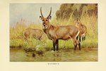 Kobus ellipsiprymnus (waterbuck)