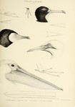 Atagen aquila = Fregata aquila (Ascension frigatebird), Graculus carbo = Phalacrocorax carbo (gr...