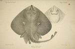 Raia circularis = Leucoraja naevus (cuckoo ray)