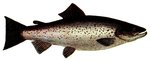 brown trout (Salmo trutta)