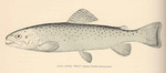 Loch Leven brown trout (Salmo trutta levenensis)