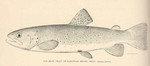 Salmo fario = Salmo trutta fario (river trout, brown trout)