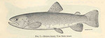 Brown Trout : Von Behr Trout - Salmo trutta