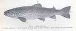 Salmo lacustris = Salmo trutta lacustris (lake trout)