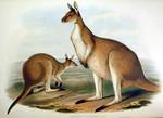 Macropus fuliginosus (western grey kangaroo)