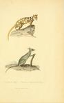 Dasyurus viverrinus (eastern quoll), Macropus fuliginosus (western grey kangaroo)