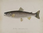 Trutta variabilis = Salmo trutta (brown trout)