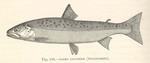 Salmo lacustris = Salmo trutta lacustris (lake trout)