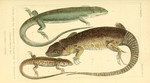 Lacerta ocellata = Timon lepidus (ocellated lizard), Lacerta viridis (European green lizard), La...