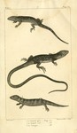 Sand lizard (Lacerta agilis), Ocellated lizard (Timon lepidus), Common sandfish (Scincus scincus...
