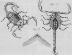 Scorpio occitanus = Buthus occitanus (common yellow scorpion)